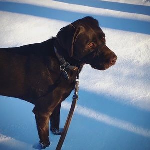 Meet your Posher, Paul